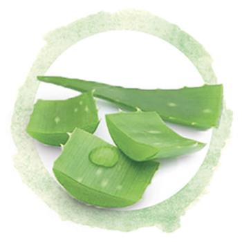 aloe vera