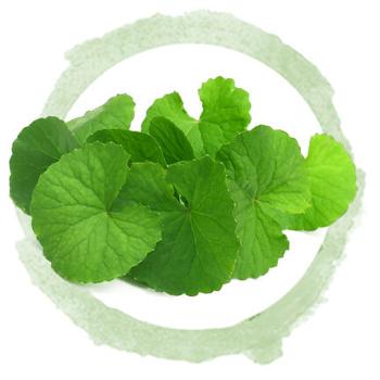 brahmi