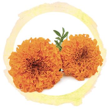 lutein