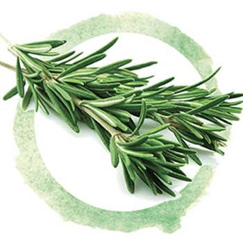 rosemary