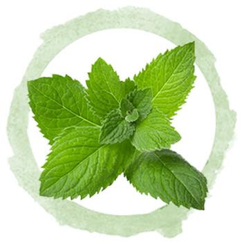 stinging nettle